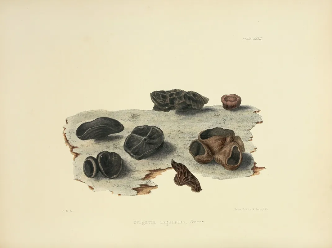 Illustrations Of British Mycology Pl 32 Wall Art by Anna Maria Hussey - High-Resolution Digital Print