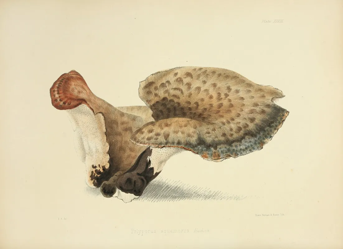 Illustrations Of British Mycology Pl 33 Wall Art by Anna Maria Hussey - High-Resolution Digital Print