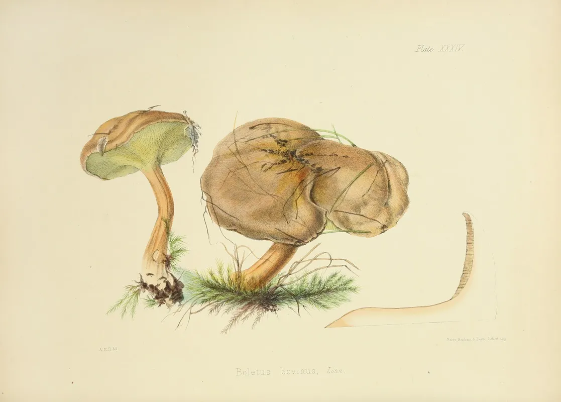 Illustrations Of British Mycology Pl 34 Wall Art by Anna Maria Hussey - High-Resolution Digital Print