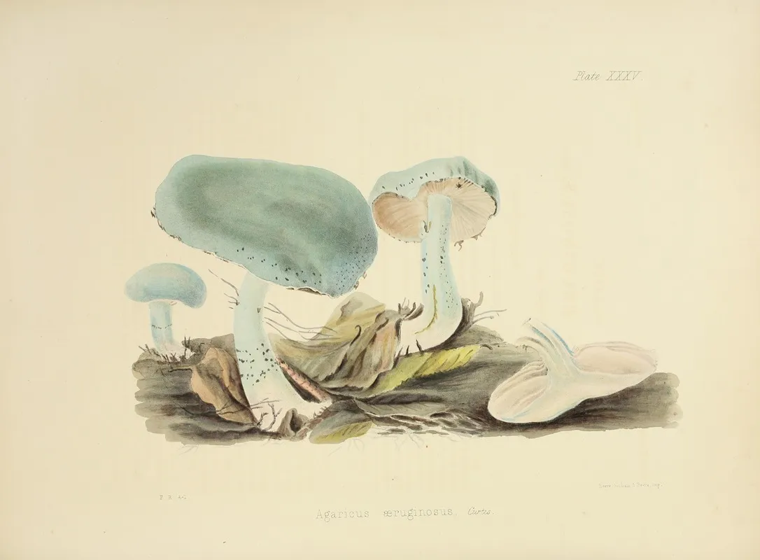 Illustrations Of British Mycology Pl 35 Wall Art by Anna Maria Hussey - High-Resolution Digital Print