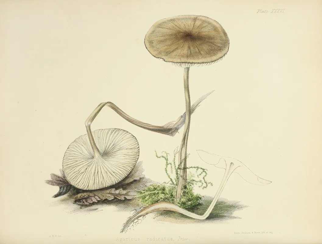 Illustrations Of British Mycology Pl 36 Wall Art by Anna Maria Hussey - High-Resolution Digital Print