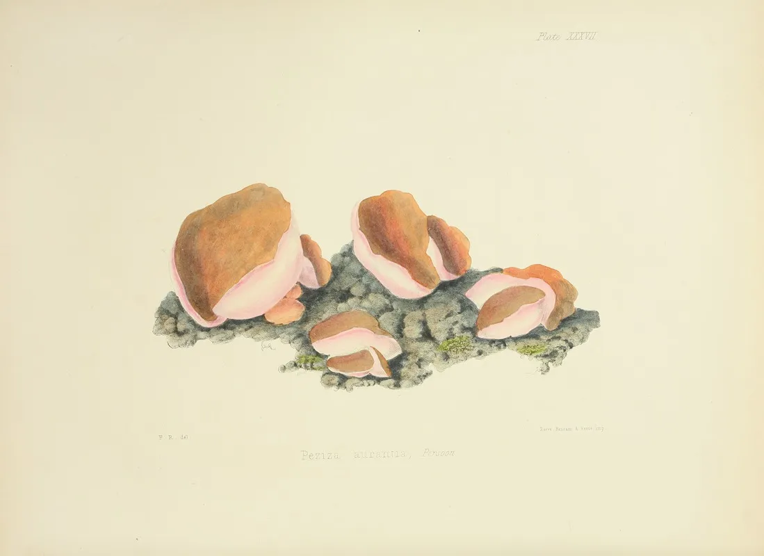 Illustrations Of British Mycology Pl 37 Wall Art by Anna Maria Hussey - High-Resolution Digital Print