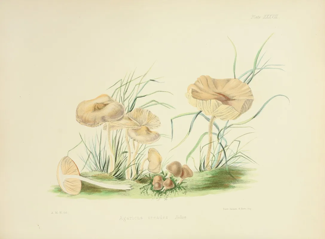Illustrations Of British Mycology Pl 38 Wall Art by Anna Maria Hussey - High-Resolution Digital Print