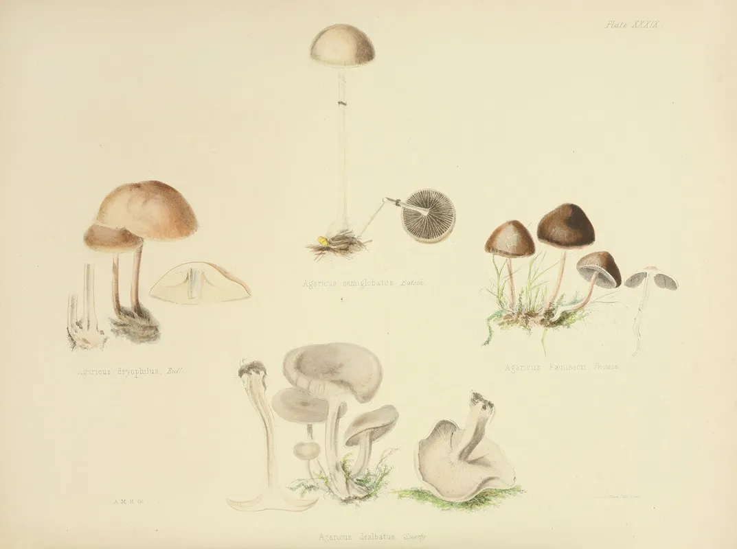 Illustrations Of British Mycology Pl 39 Wall Art by Anna Maria Hussey - High-Resolution Digital Print