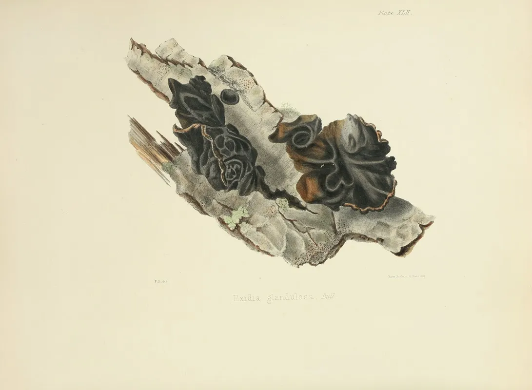 Illustrations Of British Mycology Pl 42 Wall Art by Anna Maria Hussey - High-Resolution Digital Print