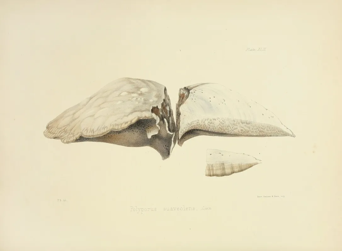 Illustrations Of British Mycology Pl 43 Wall Art by Anna Maria Hussey - High-Resolution Digital Print