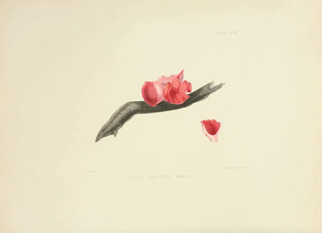 Illustrations Of British Mycology Pl 44 Wall Art by Anna Maria Hussey - High-Resolution Digital Print
