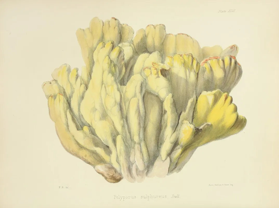 Illustrations Of British Mycology Pl 46 Wall Art by Anna Maria Hussey - High-Resolution Digital Print