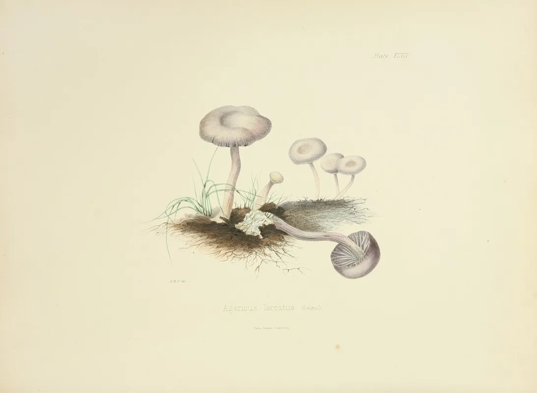 Illustrations Of British Mycology Pl 47 Wall Art by Anna Maria Hussey - High-Resolution Digital Print