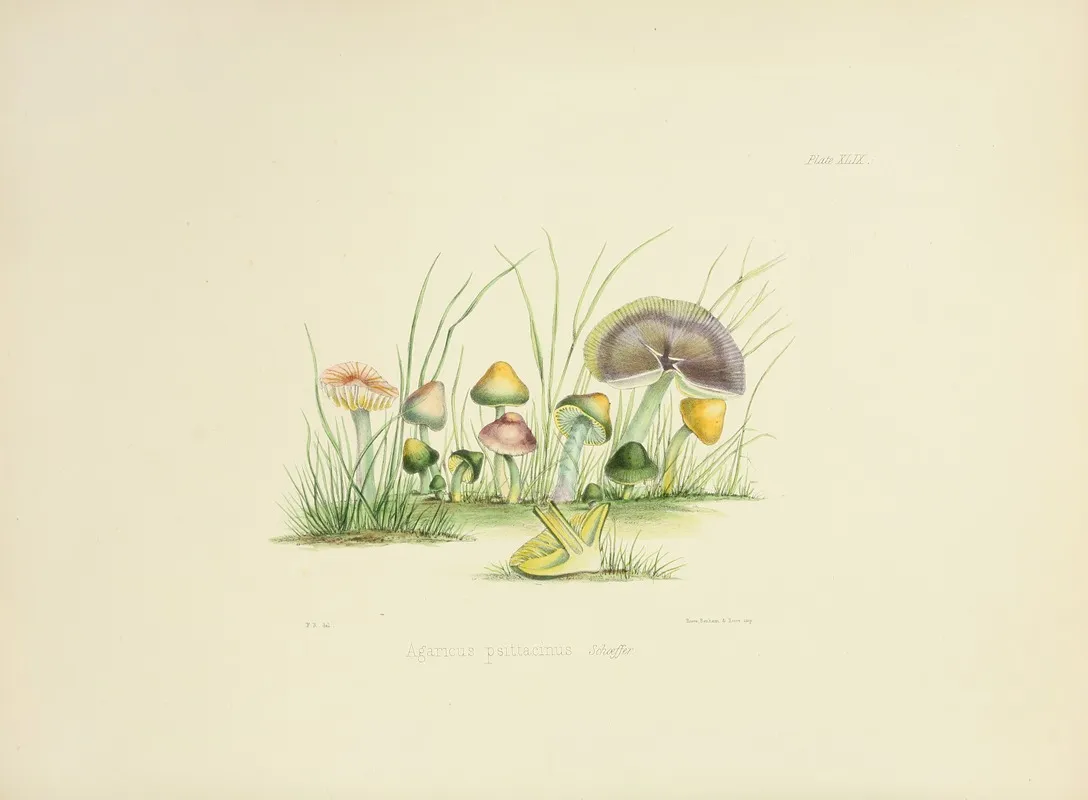 Illustrations Of British Mycology Pl 49 Wall Art by Anna Maria Hussey - High-Resolution Digital Print