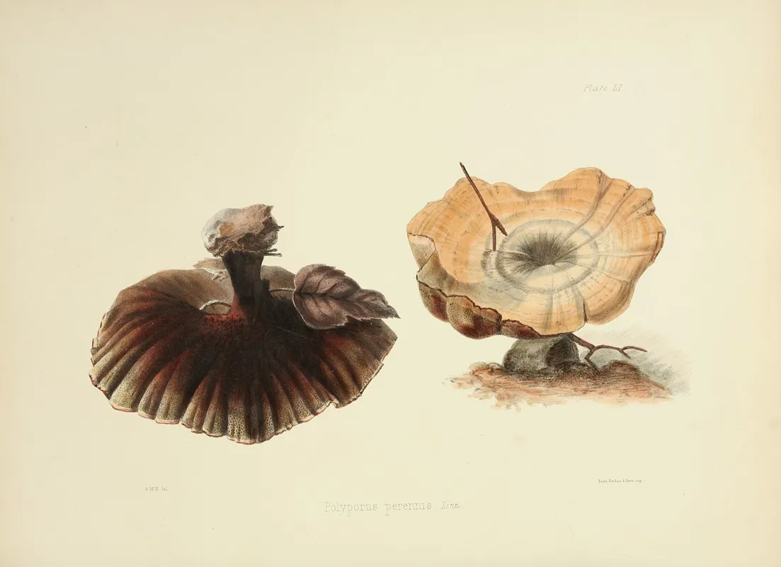 Illustrations Of British Mycology Pl 51 Wall Art by Anna Maria Hussey - High-Resolution Digital Print