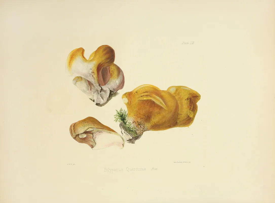 Illustrations Of British Mycology Pl 52 Wall Art by Anna Maria Hussey - High-Resolution Digital Print