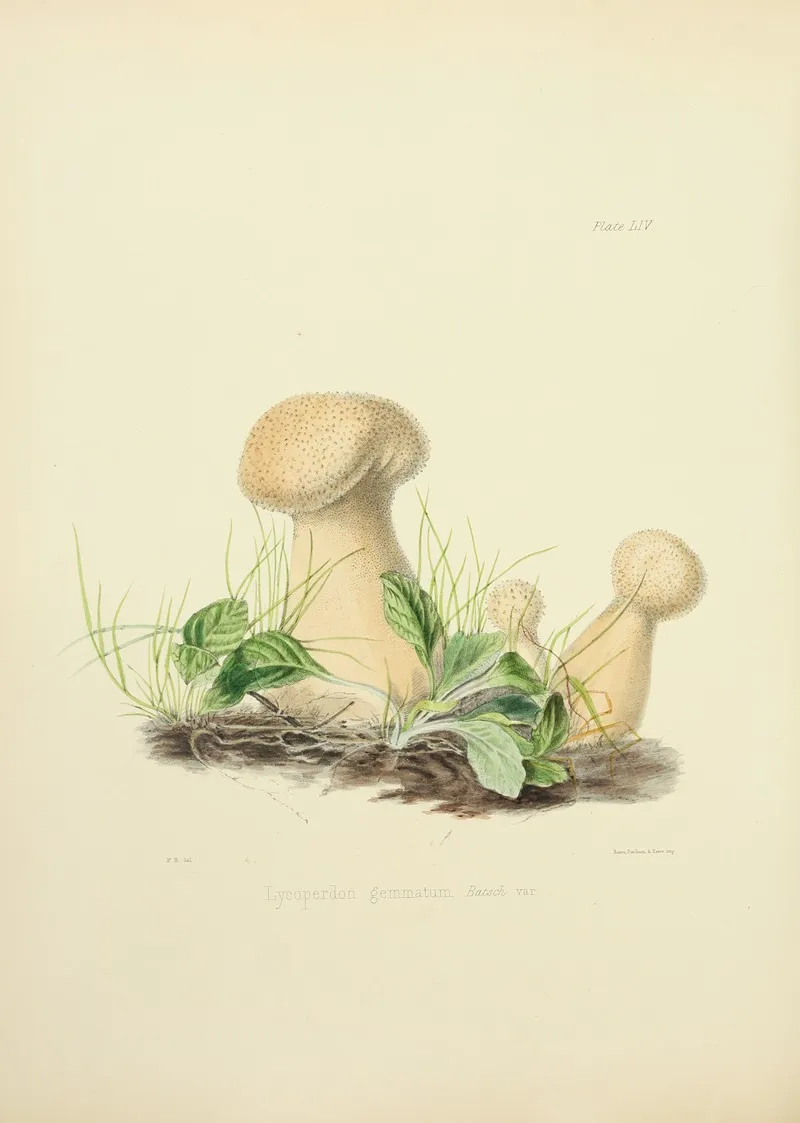 Illustrations Of British Mycology Pl 54 Wall Art by Anna Maria Hussey - High-Resolution Digital Print