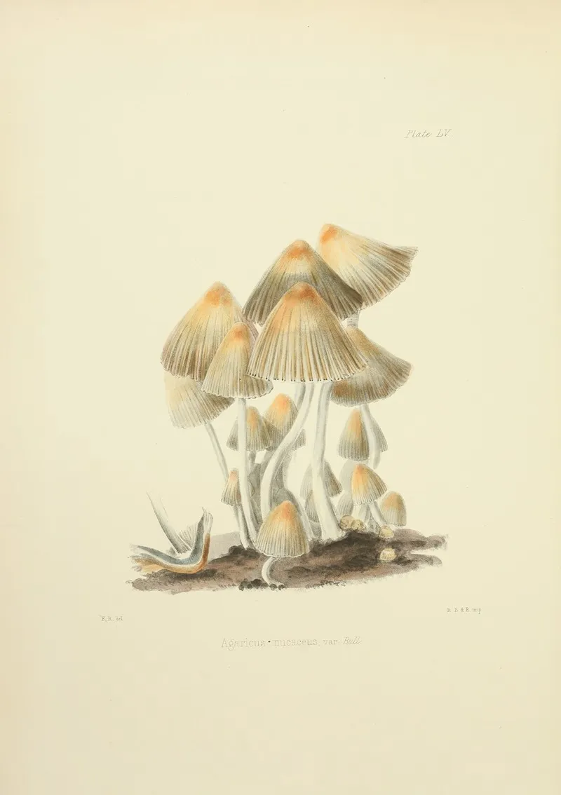 Illustrations Of British Mycology Pl 55 Wall Art by Anna Maria Hussey - High-Resolution Digital Print