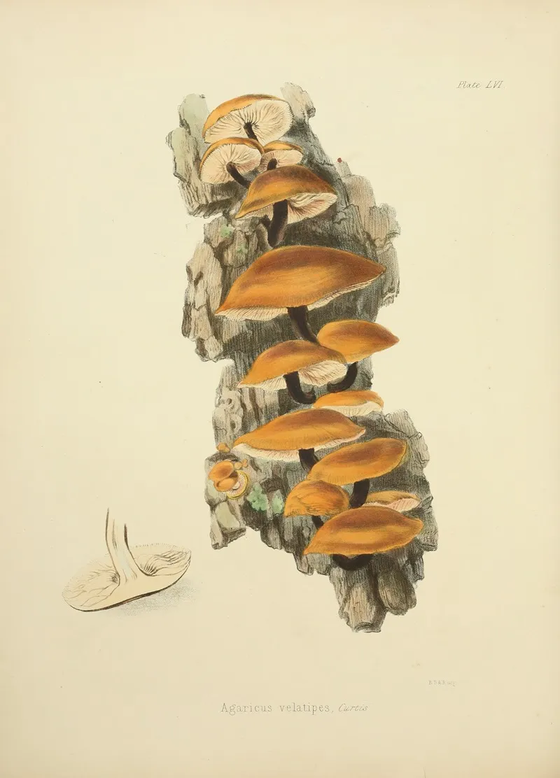 Illustrations Of British Mycology Pl 56 Wall Art by Anna Maria Hussey - High-Resolution Digital Print