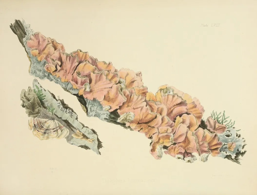 Illustrations Of British Mycology Pl 58 Wall Art by Anna Maria Hussey - High-Resolution Digital Print