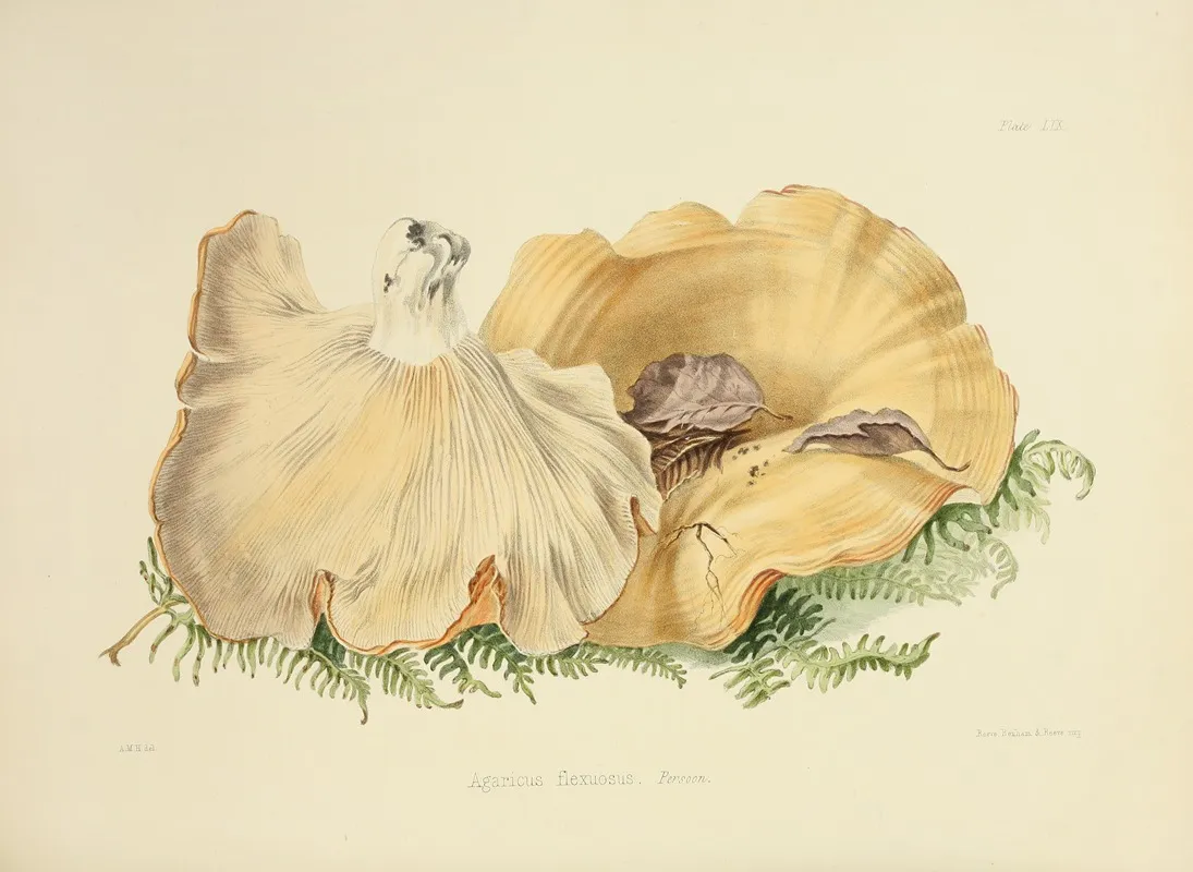 Illustrations Of British Mycology Pl 59 Wall Art by Anna Maria Hussey - High-Resolution Digital Print