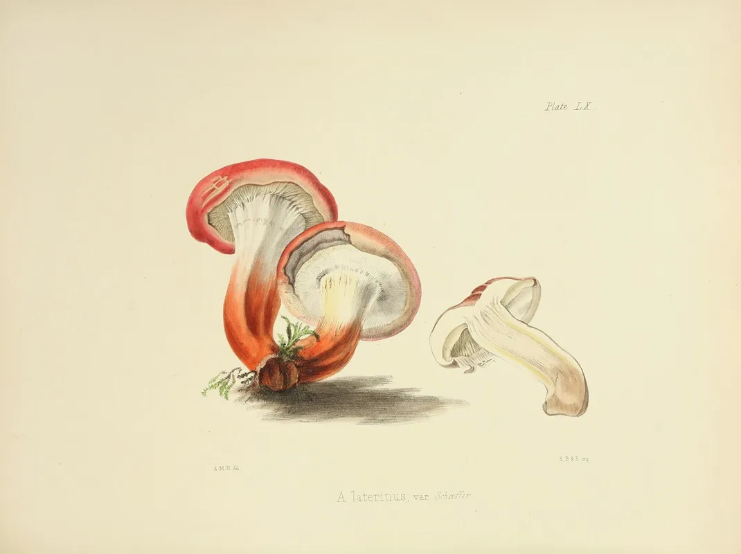Illustrations Of British Mycology Pl 60 Wall Art by Anna Maria Hussey - High-Resolution Digital Print