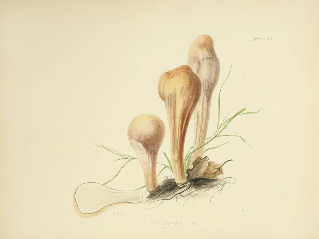Illustrations Of British Mycology Pl 62 Wall Art by Anna Maria Hussey - High-Resolution Digital Print