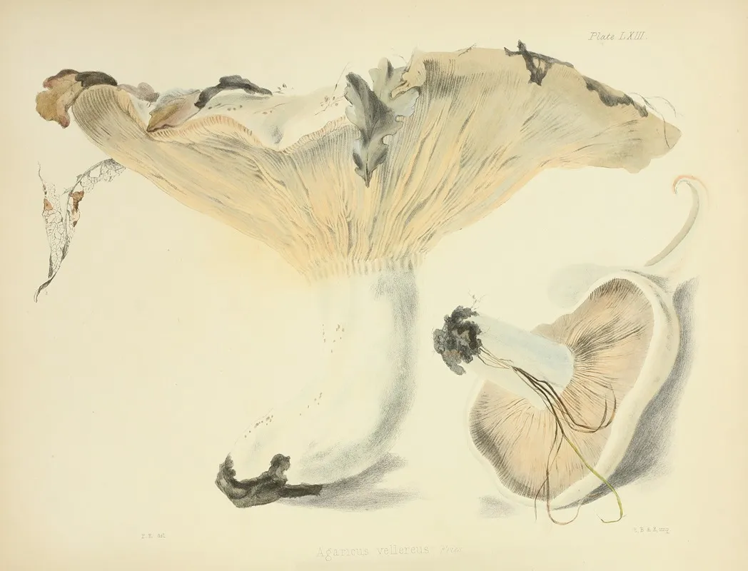 Illustrations Of British Mycology Pl 63 Wall Art by Anna Maria Hussey - High-Resolution Digital Print