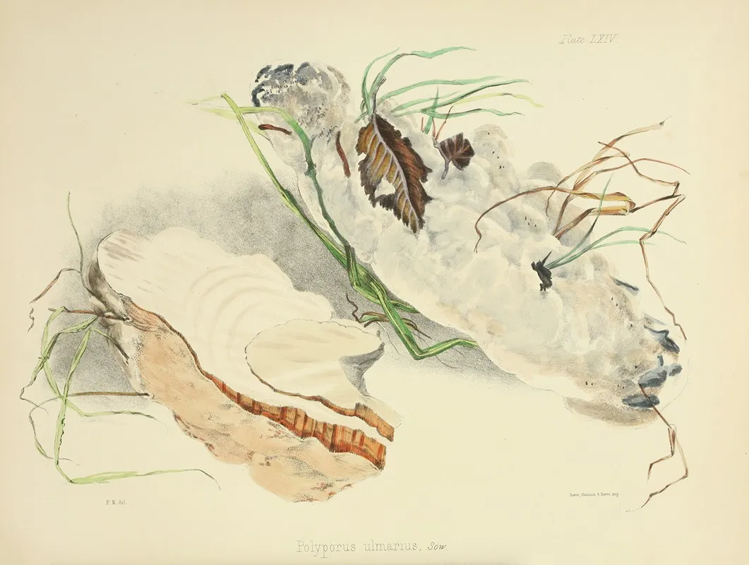 Illustrations Of British Mycology Pl 64 Wall Art by Anna Maria Hussey - High-Resolution Digital Print