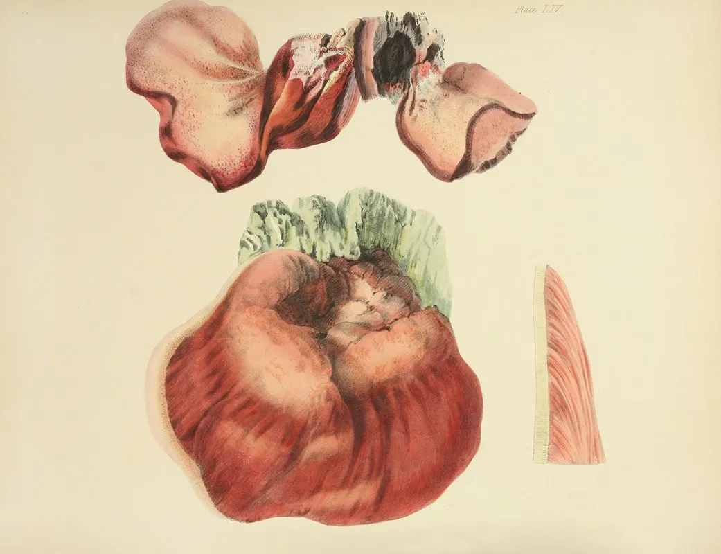 Illustrations Of British Mycology Pl 65 Wall Art by Anna Maria Hussey - High-Resolution Digital Print
