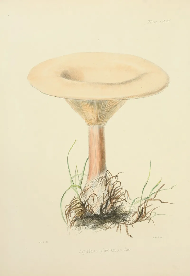 Illustrations Of British Mycology Pl 66 Wall Art by Anna Maria Hussey - High-Resolution Digital Print