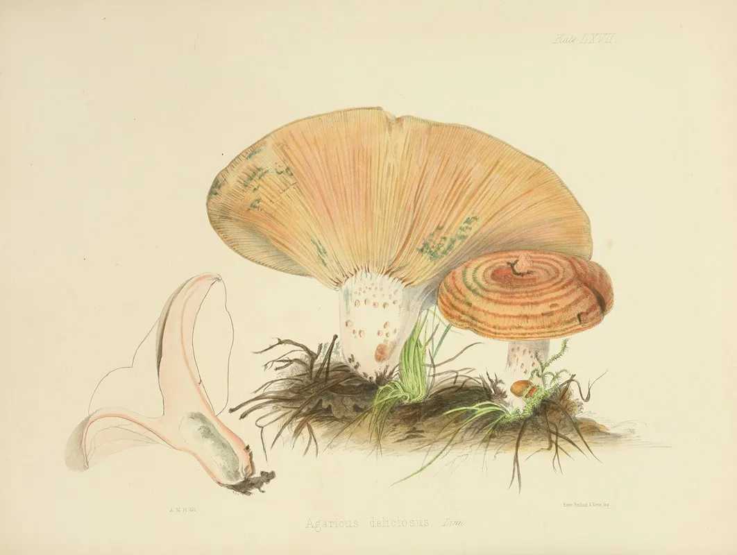 Illustrations Of British Mycology Pl 67 Wall Art by Anna Maria Hussey - High-Resolution Digital Print