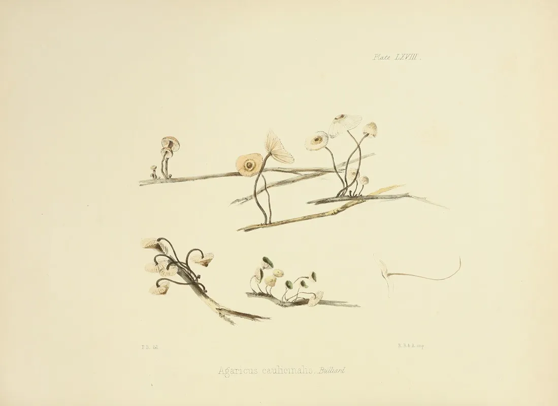Illustrations Of British Mycology Pl 68 Wall Art by Anna Maria Hussey - High-Resolution Digital Print