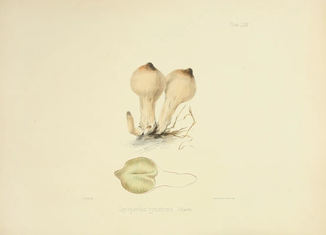 Illustrations Of British Mycology Pl 70 Wall Art by Anna Maria Hussey - High-Resolution Digital Print