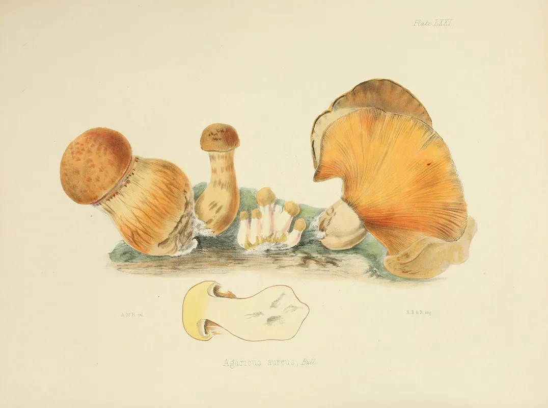 Illustrations Of British Mycology Pl 71 Wall Art by Anna Maria Hussey - High-Resolution Digital Print