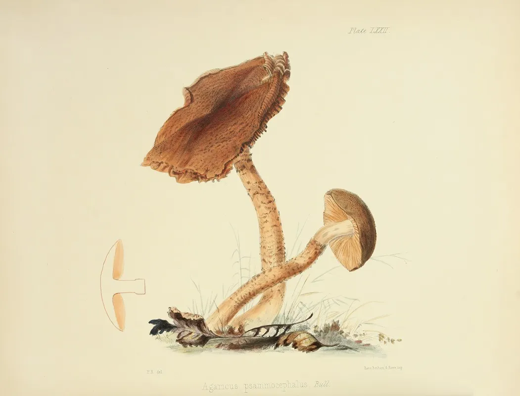 Illustrations Of British Mycology Pl 72 Wall Art by Anna Maria Hussey - High-Resolution Digital Print