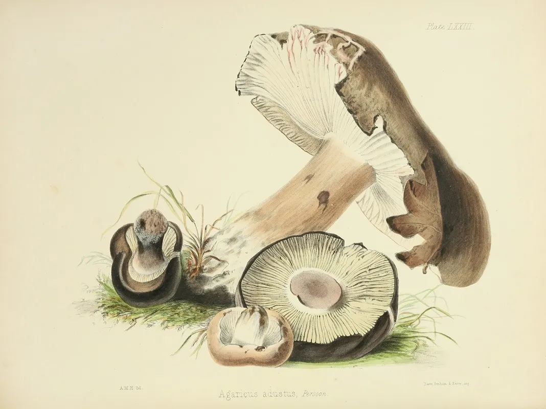Illustrations Of British Mycology Pl 73 Wall Art by Anna Maria Hussey - High-Resolution Digital Print