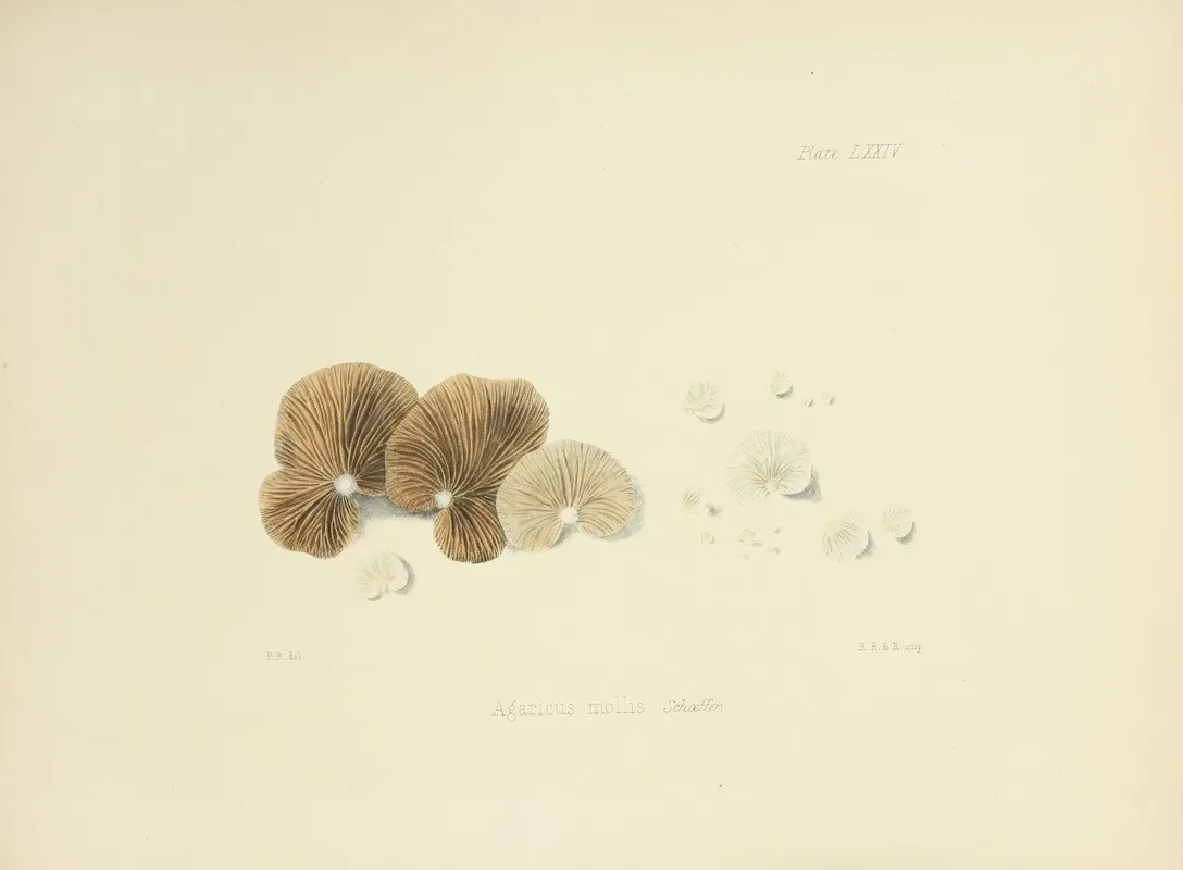 Illustrations Of British Mycology Pl 74 Wall Art by Anna Maria Hussey - High-Resolution Digital Print