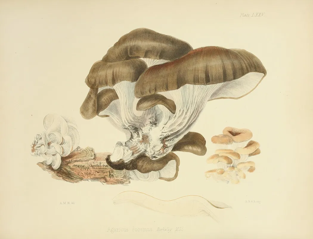Illustrations Of British Mycology Pl 75 Wall Art by Anna Maria Hussey - High-Resolution Digital Print