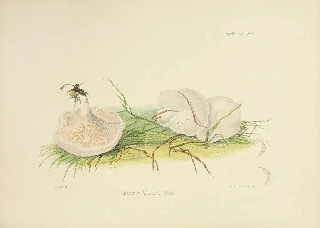 Illustrations Of British Mycology Pl 78 Wall Art by Anna Maria Hussey - High-Resolution Digital Print