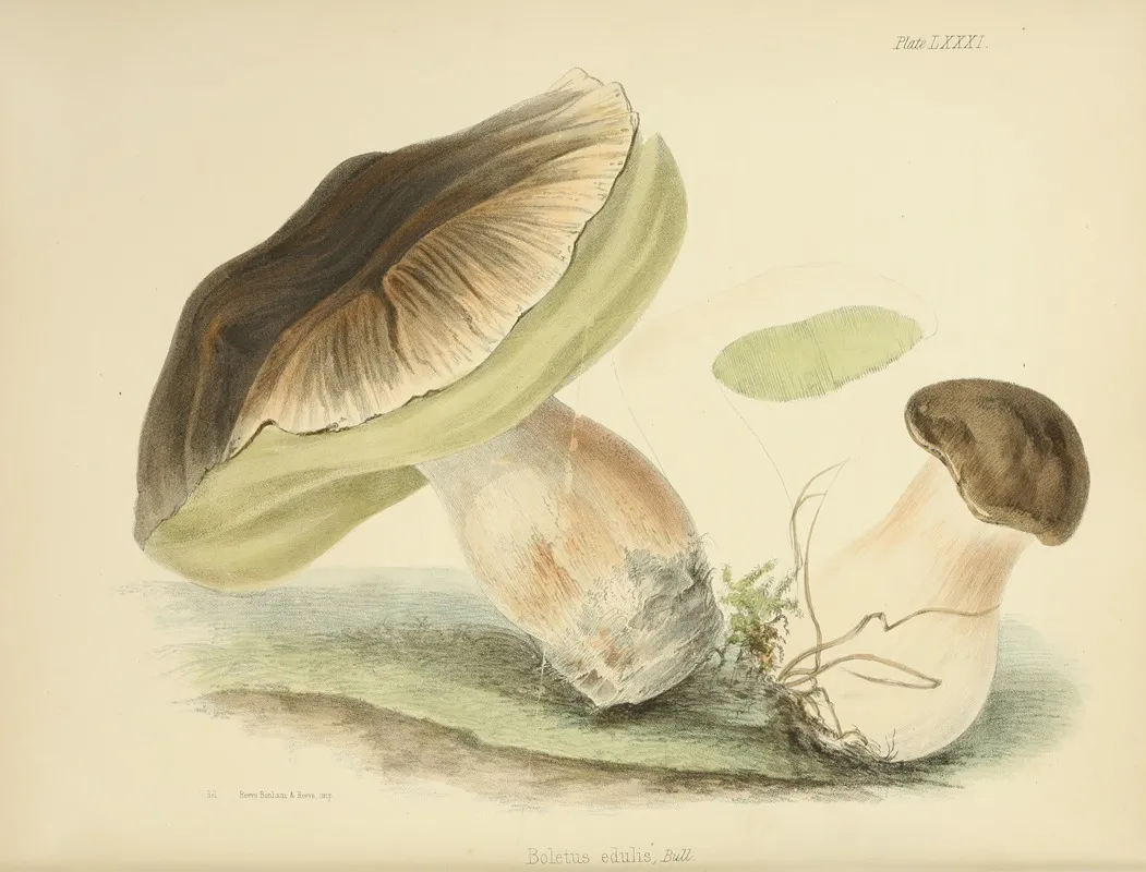 Illustrations Of British Mycology Pl 81 Wall Art by Anna Maria Hussey - High-Resolution Digital Print