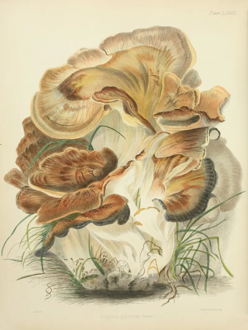 Illustrations Of British Mycology Pl 82 Wall Art by Anna Maria Hussey - High-Resolution Digital Print