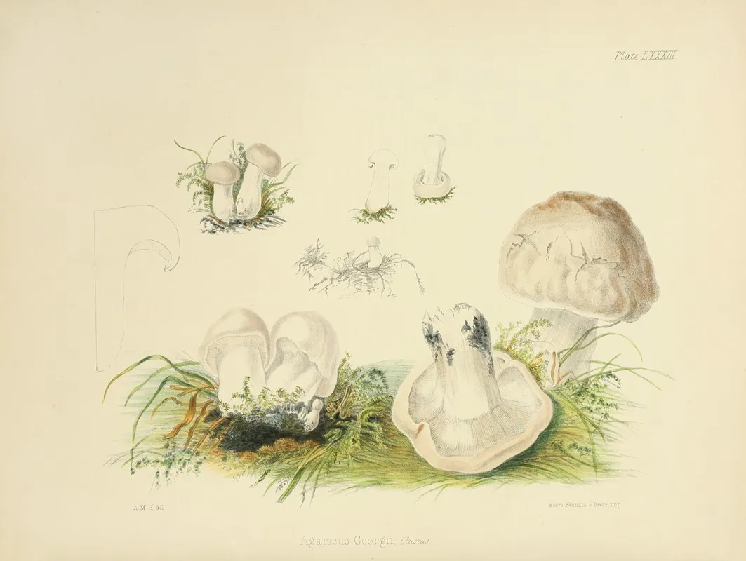 Illustrations Of British Mycology Pl 83 Wall Art by Anna Maria Hussey - High-Resolution Digital Print