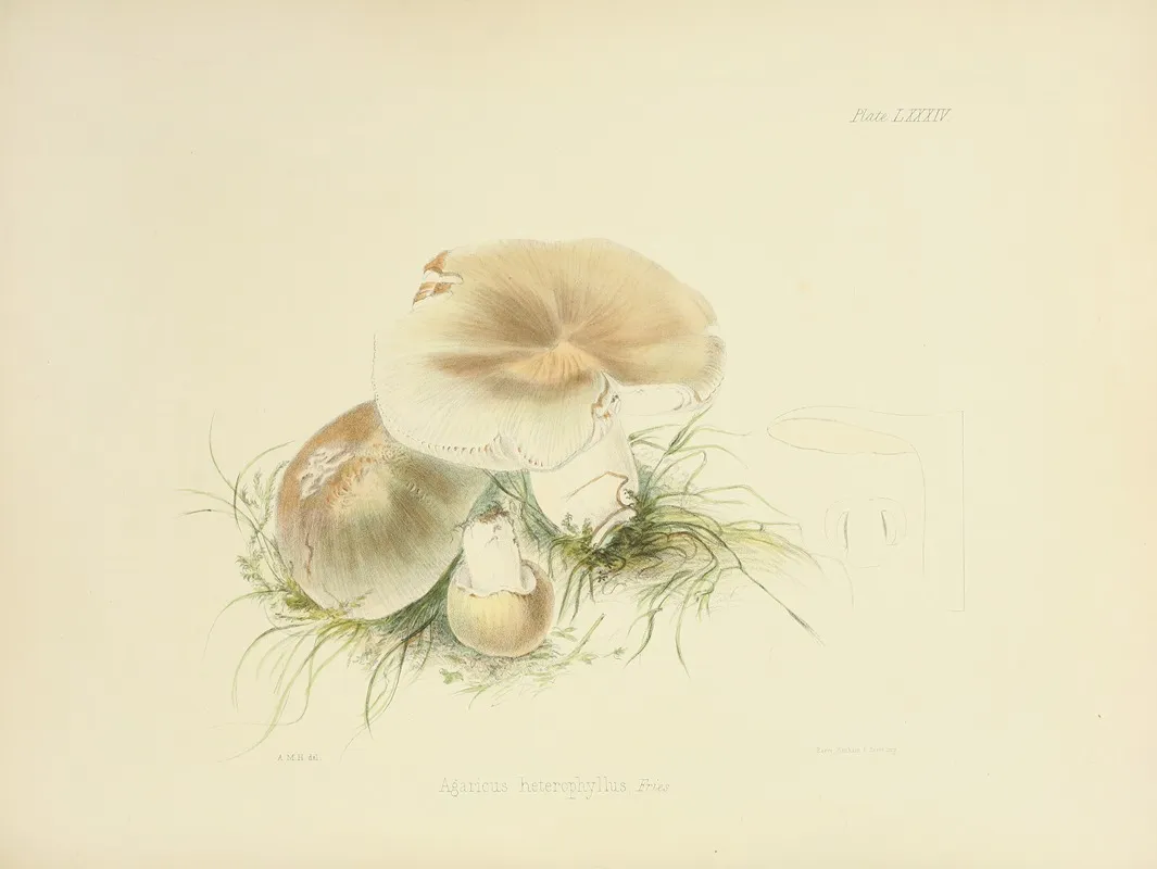 Illustrations Of British Mycology Pl 84 Wall Art by Anna Maria Hussey - High-Resolution Digital Print