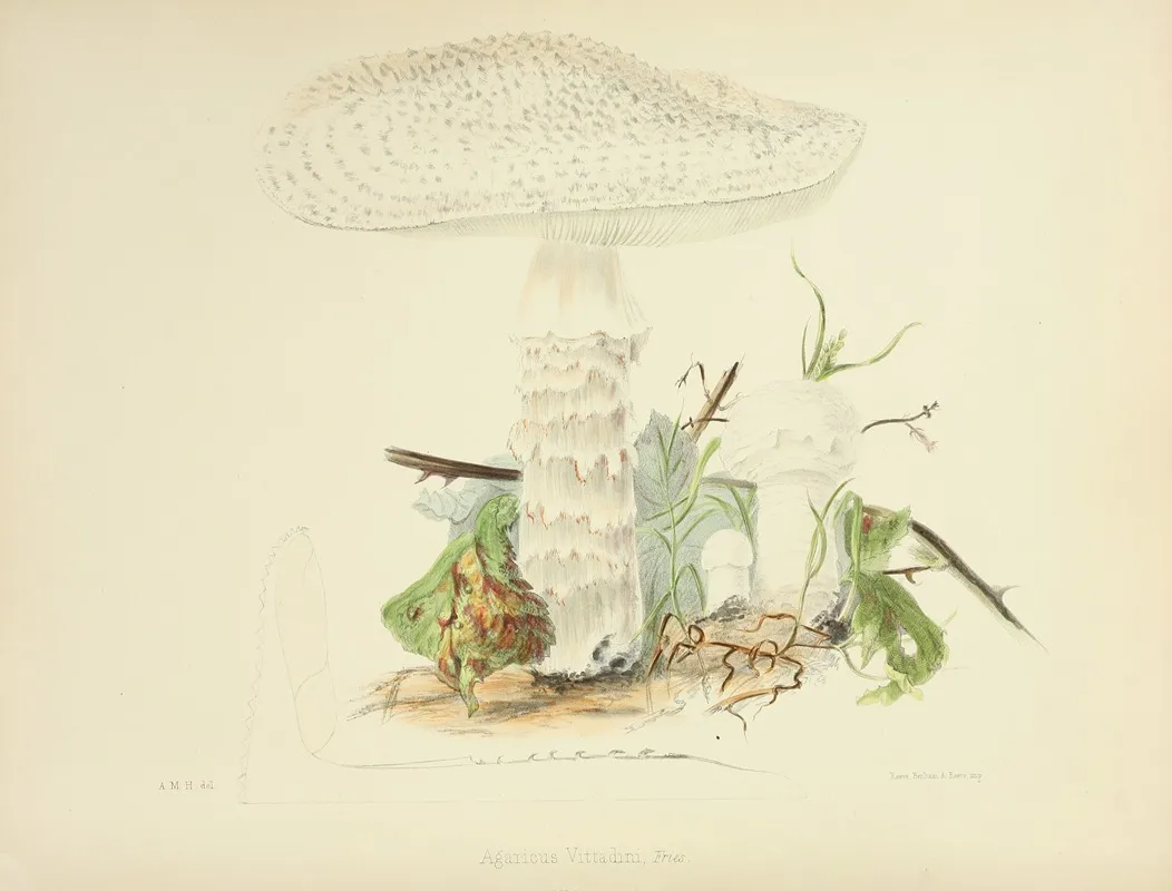 Illustrations Of British Mycology Pl 85 Wall Art by Anna Maria Hussey - High-Resolution Digital Print