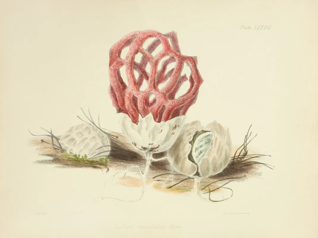 Illustrations Of British Mycology Pl 86 Wall Art by Anna Maria Hussey - High-Resolution Digital Print