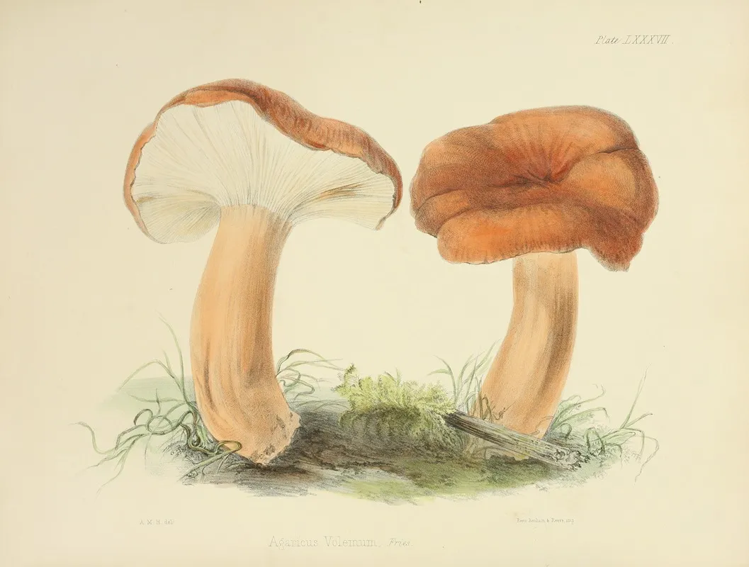 Illustrations Of British Mycology Pl 87 Wall Art by Anna Maria Hussey - High-Resolution Digital Print