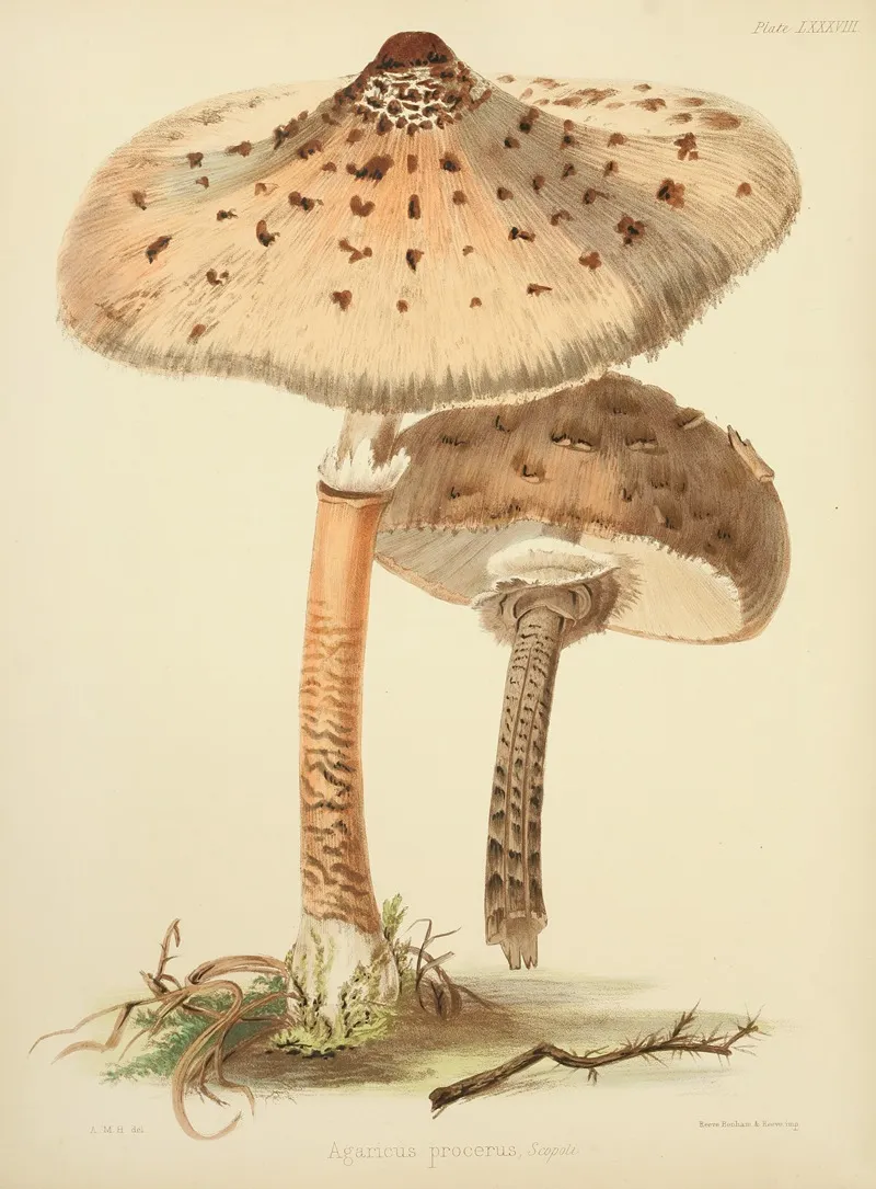 Illustrations Of British Mycology Pl 88 Wall Art by Anna Maria Hussey - High-Resolution Digital Print