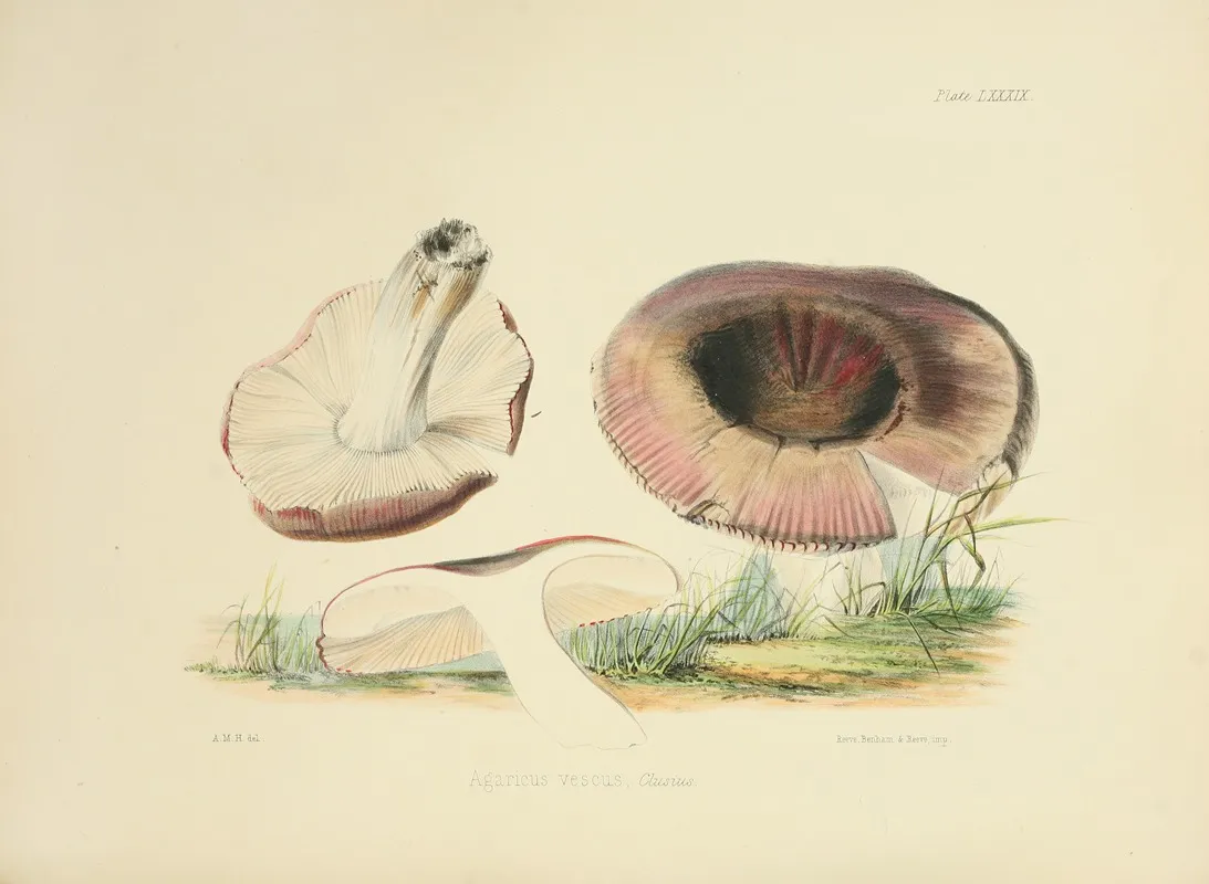 Illustrations Of British Mycology Pl 89 Wall Art by Anna Maria Hussey - High-Resolution Digital Print