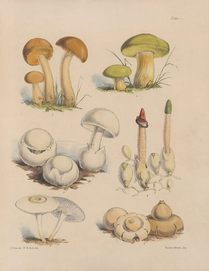 Illustrations Of The Fungi Of Our Fields And Woods Pl 01 Wall Art by Sarah Price - High-Resolution Digital Print
