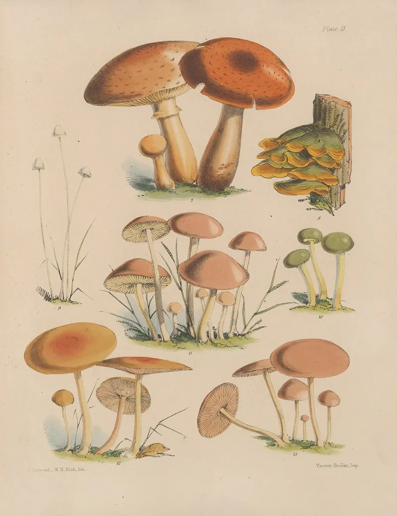 Illustrations Of The Fungi Of Our Fields And Woods Pl 02 Wall Art by Sarah Price - High-Resolution Digital Print
