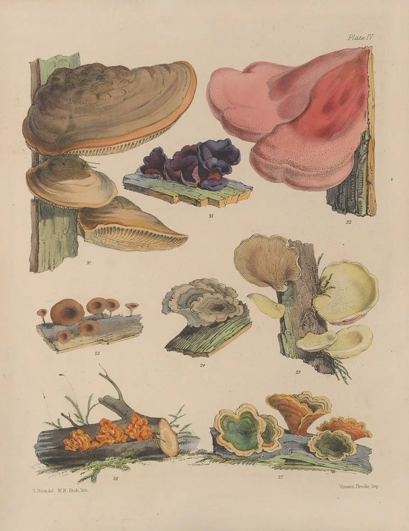 Illustrations Of The Fungi Of Our Fields And Woods Pl 04 Wall Art by Sarah Price - High-Resolution Digital Print