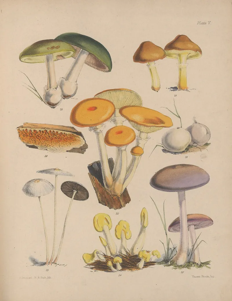 Illustrations Of The Fungi Of Our Fields And Woods Pl 05 Wall Art by Sarah Price - High-Resolution Digital Print