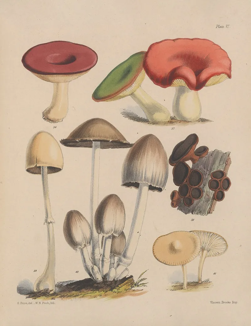 Illustrations Of The Fungi Of Our Fields And Woods Pl 06 Wall Art by Sarah Price - High-Resolution Digital Print